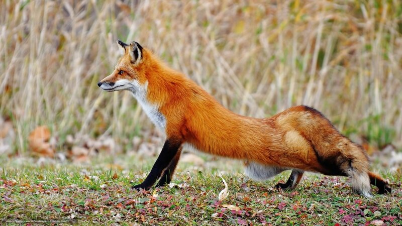 Red fox in autumn grass