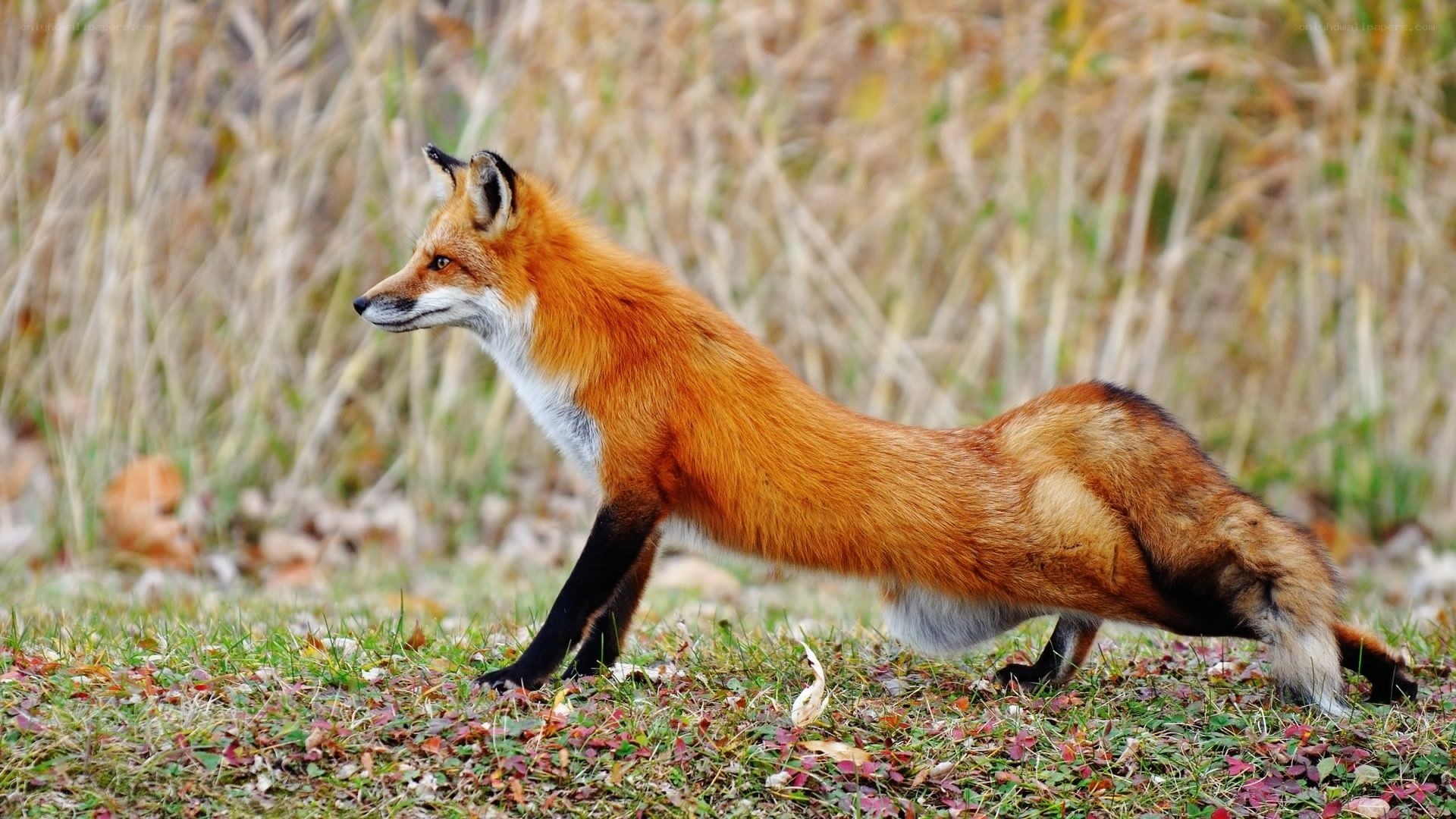 Red fox in autumn grass