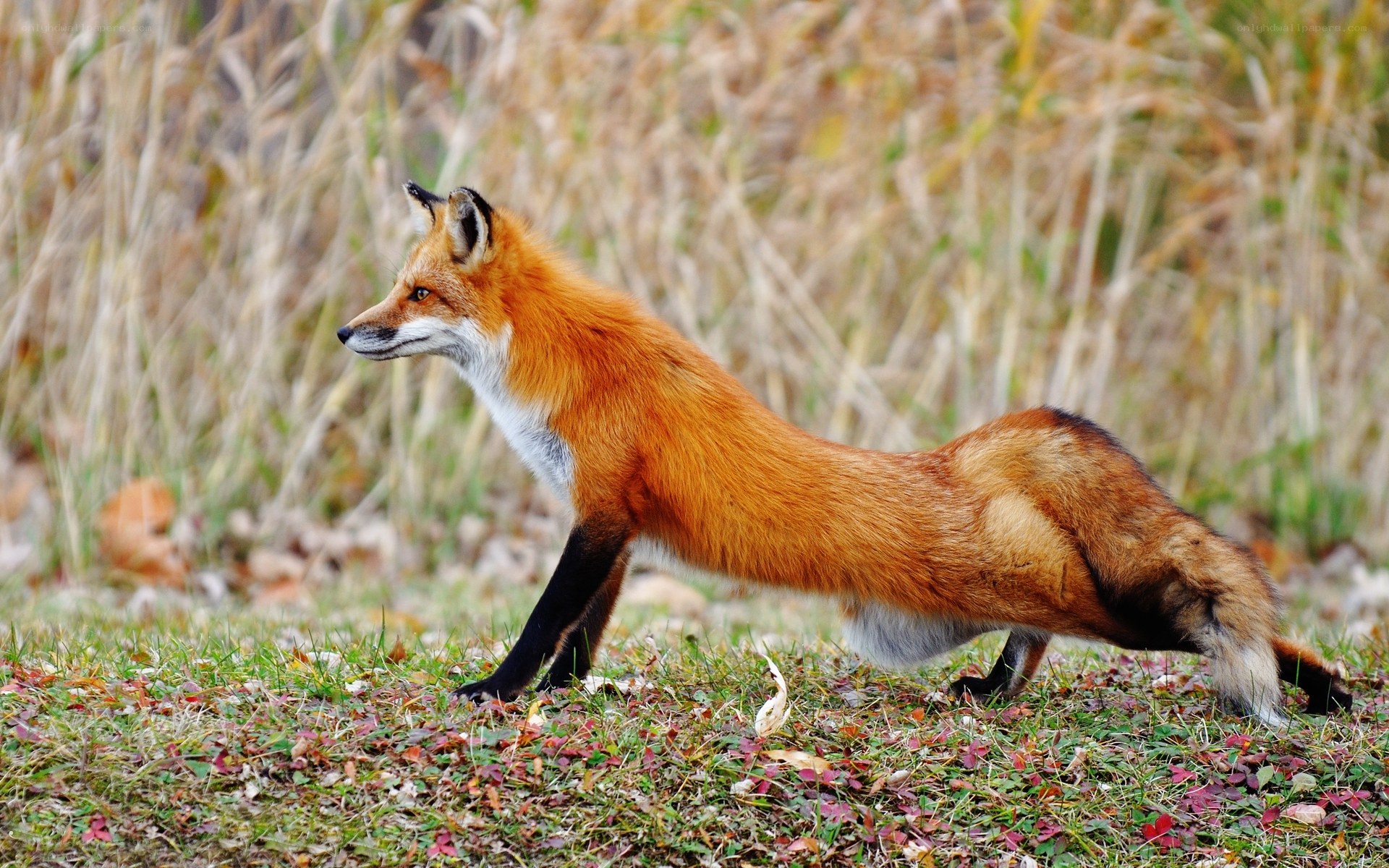 Red fox in autumn grass