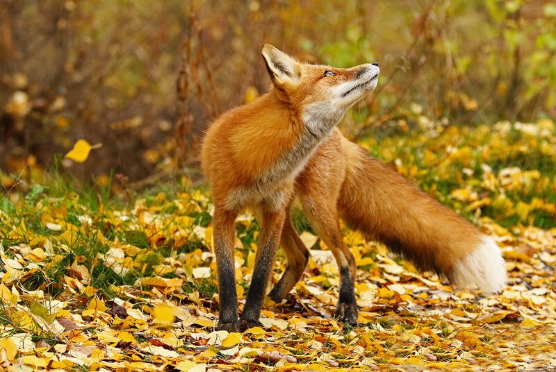 Red Fox in Autumn