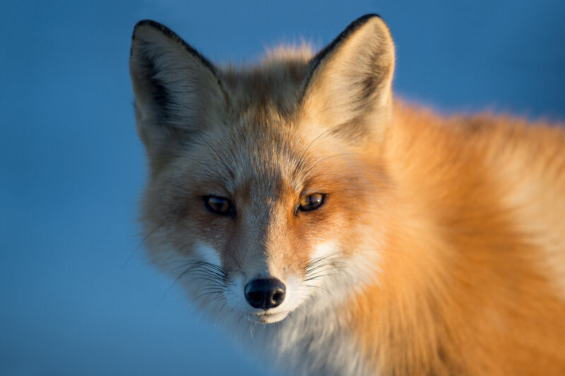 Red fox in blue light