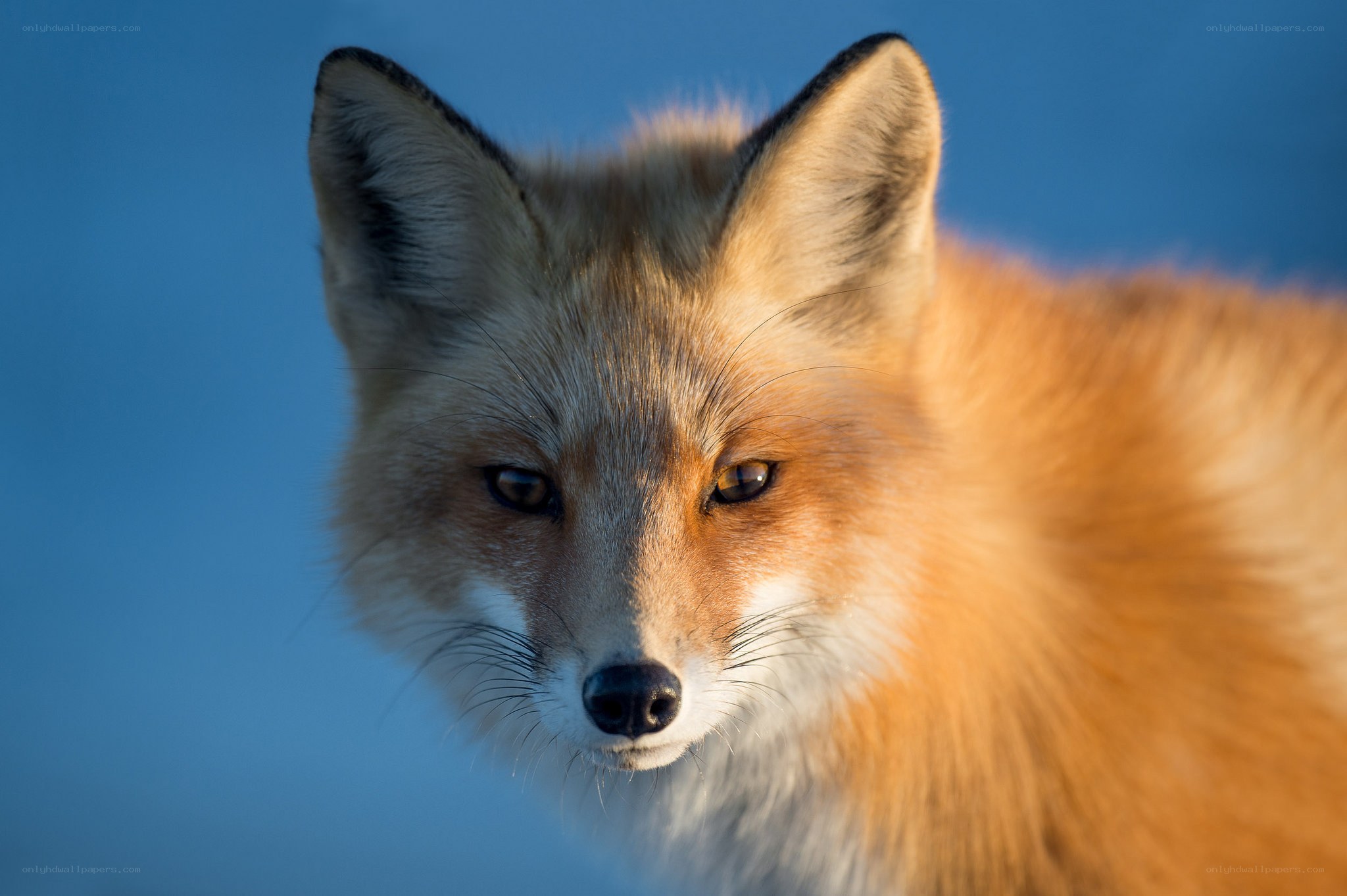 Red fox in blue light