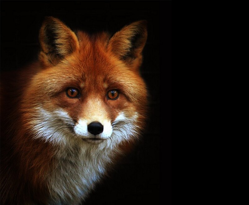 Red Fox in Dark Background