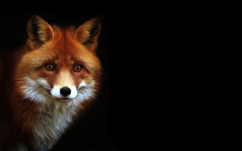 Red Fox in Darkness