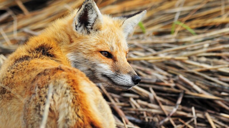 Red fox in dry grass