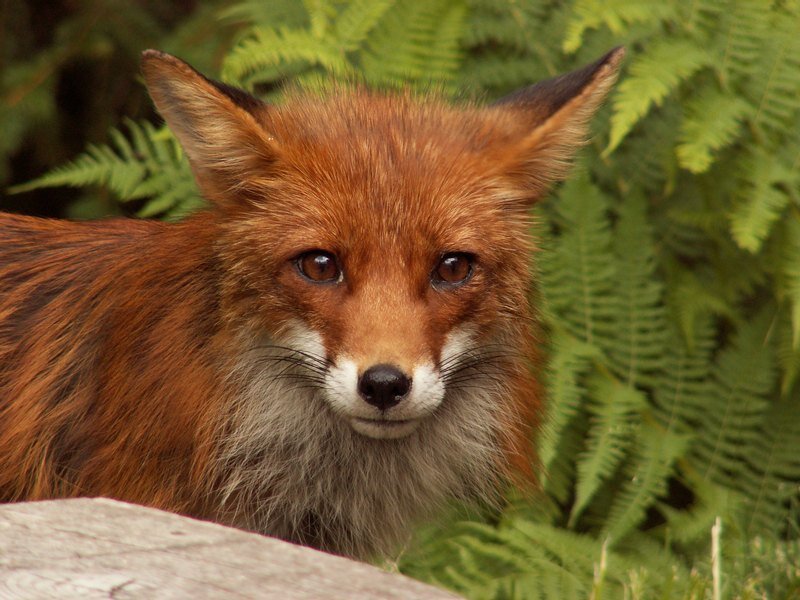Red Fox in Ferns