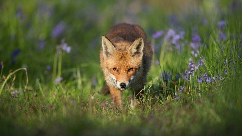 Red Fox in Field — Green, Calm