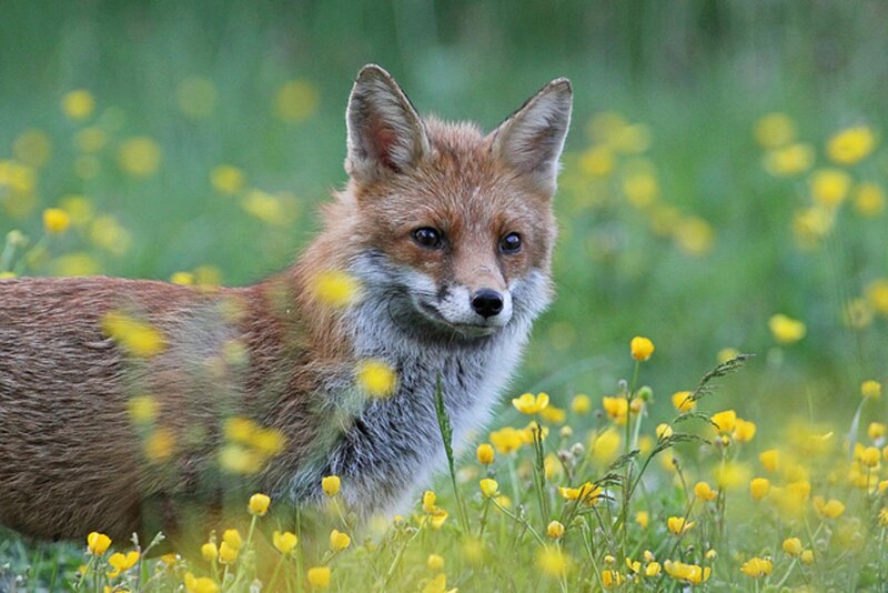 Red Fox in Field — Green