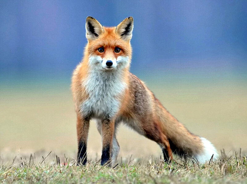Red Fox in Field — Orange, Alert