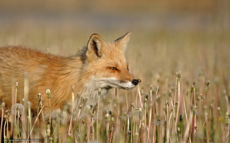 Red Fox in Field — Orange, Calm