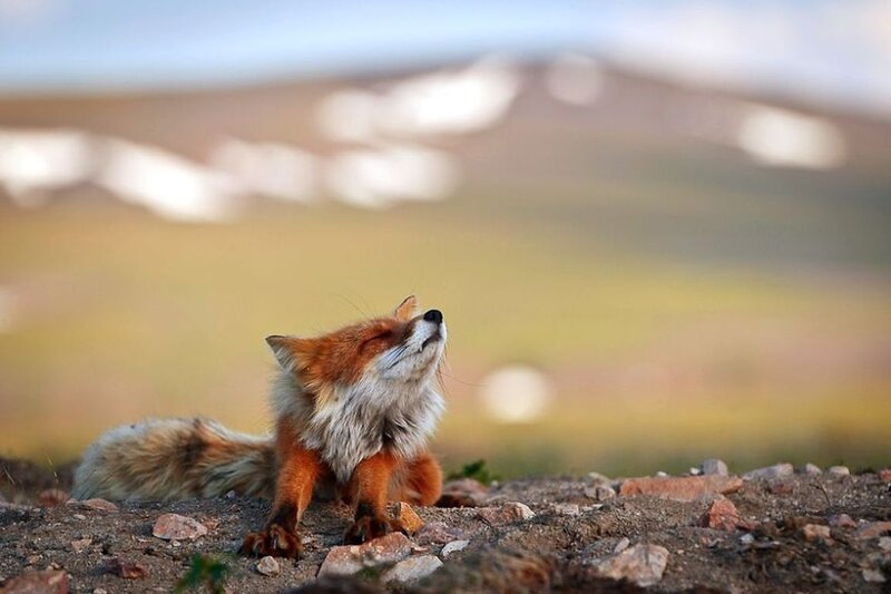Red Fox in Field — Orange, Serene