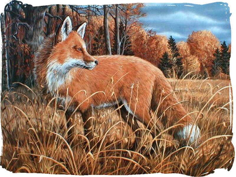 Red Fox in Field — Orange