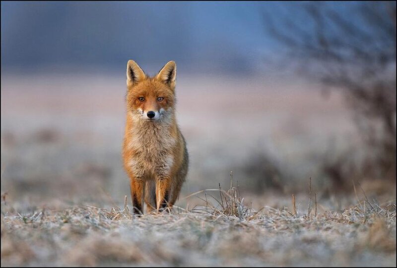 Red Fox in Field