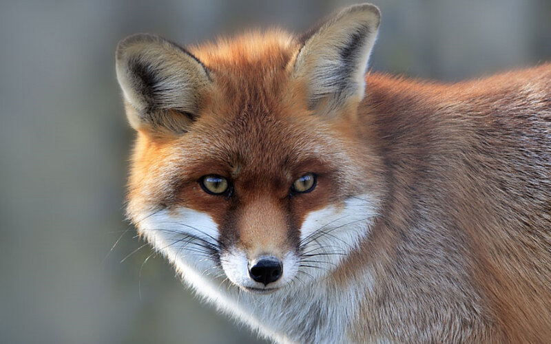 Red Fox in Focus — Orange