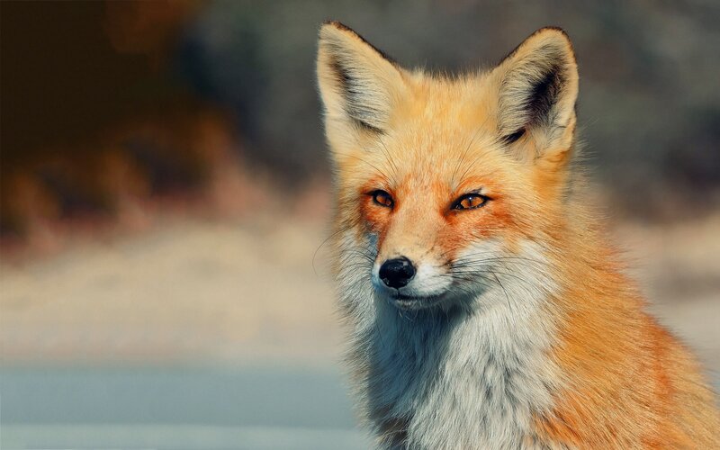 Red Fox in Focus