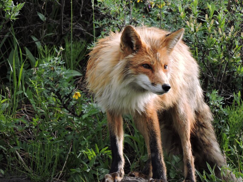 Red Fox in Foliage — Alert