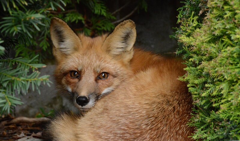 Red Fox in Foliage — Brown