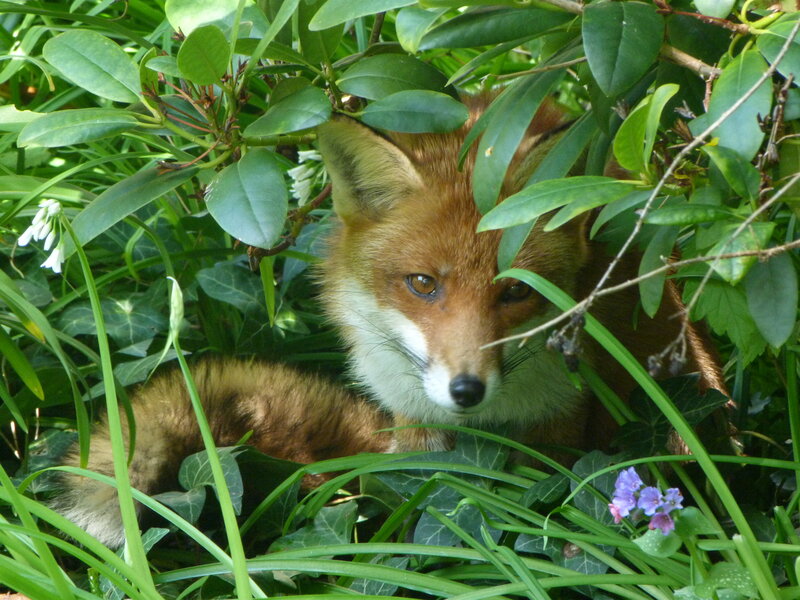 Red Fox in Foliage