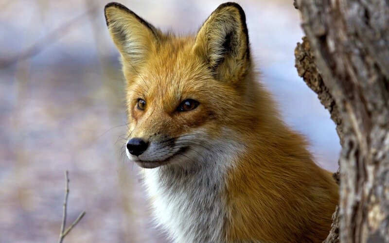 Red fox in forest