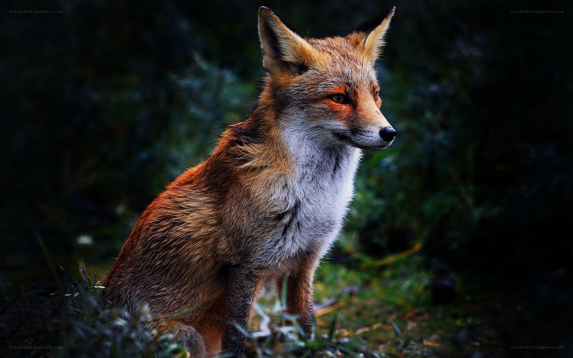 Red fox in forest