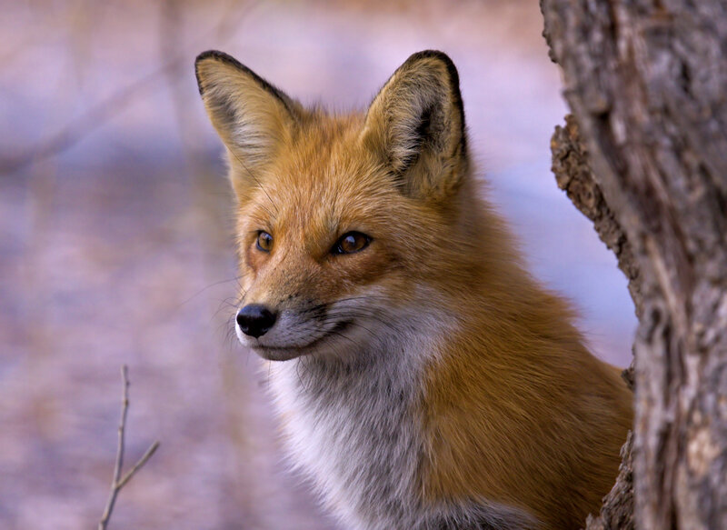Red fox in forest