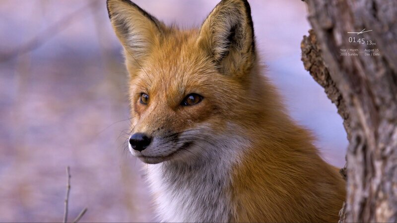 Red fox in forest