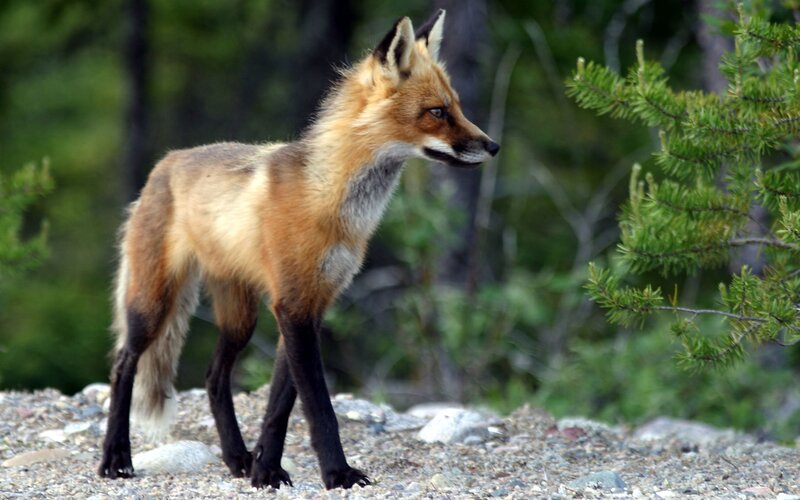 Red Fox in Forest — Brown, Alert, Afternoon