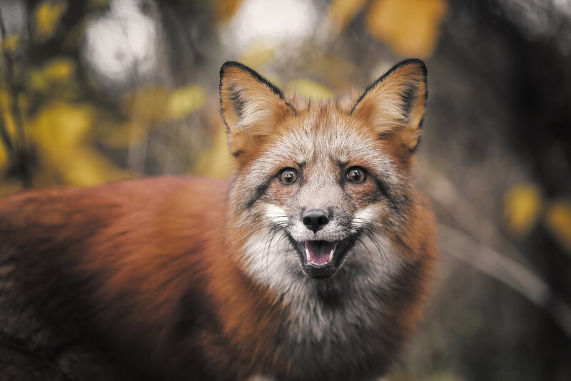 Red Fox in Forest — Brown, Alert, Autumn