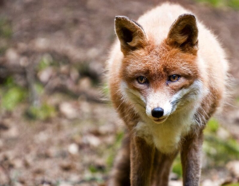 Red Fox in Forest — Brown, Alert