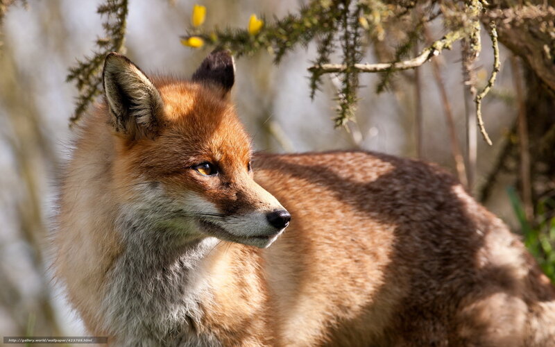 Red Fox in Forest — Brown, Calm, Afternoon