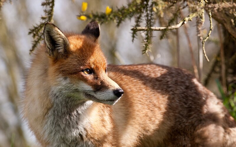 Red Fox in Forest — Brown, Calm, Spring, Photograph