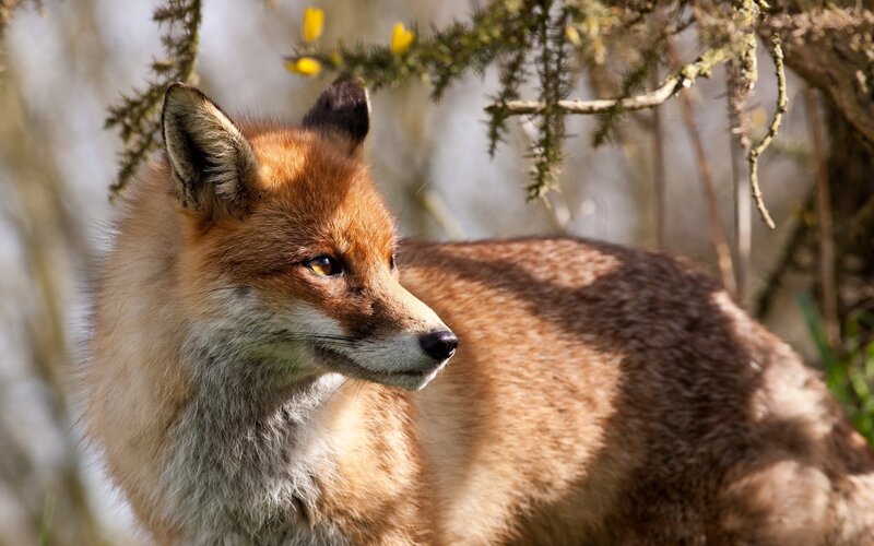 Red Fox in Forest — Brown, Calm, Spring