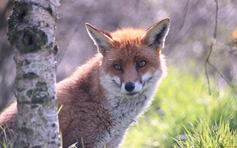 Red Fox in Forest — Brown, Calm
