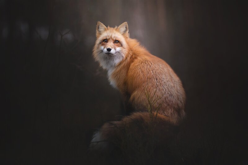 Red Fox in Forest — Brown, Dramatic