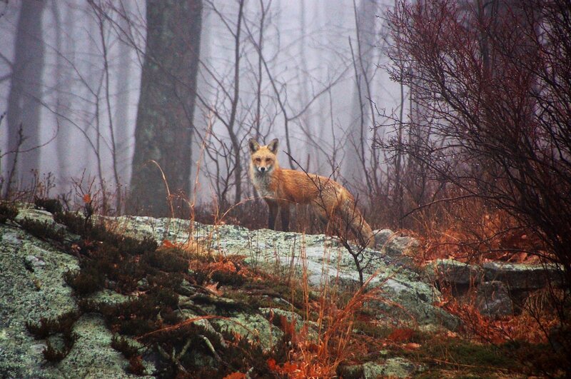 Red Fox in Forest — Brown, Misty, Autumn