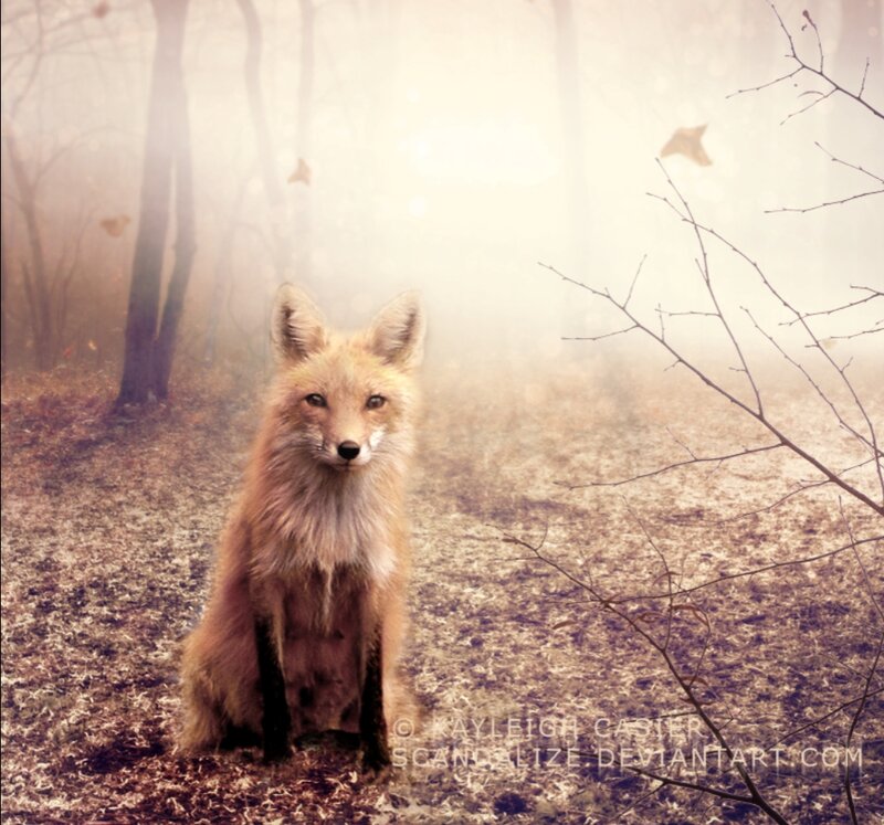 Red Fox in Forest — Brown, Misty