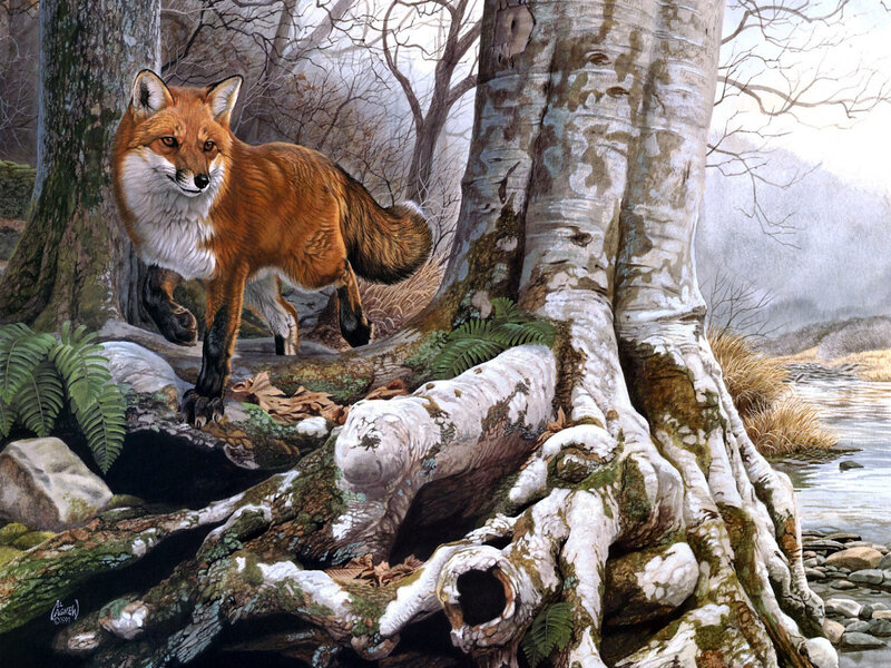 Red Fox in Forest — Brown, Natural, Autumn