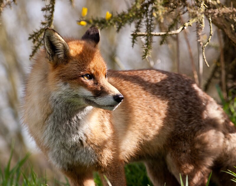 Red Fox in Forest — Brown, Natural