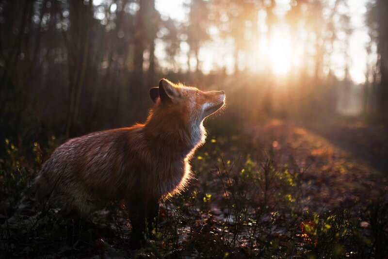 Red Fox in Forest — Brown, Serene