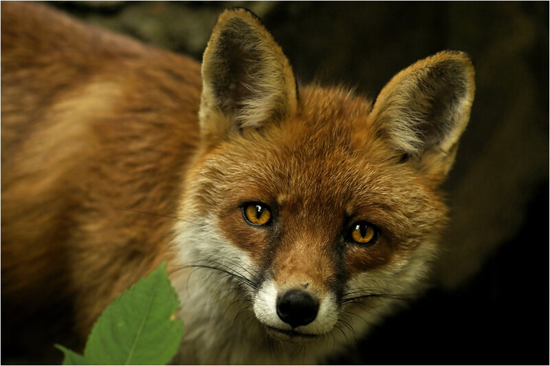 Red Fox in Forest — Brown