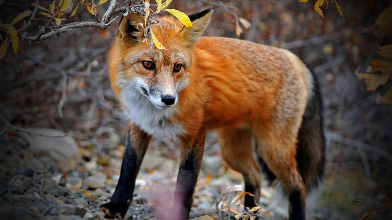 Red Fox in Forest — Orange, Alert, Autumn