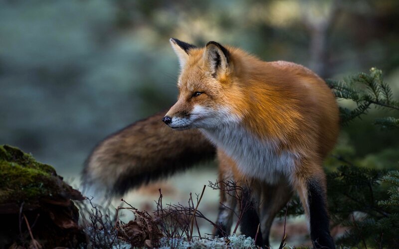 Red Fox in Forest — Orange, Alert, Night