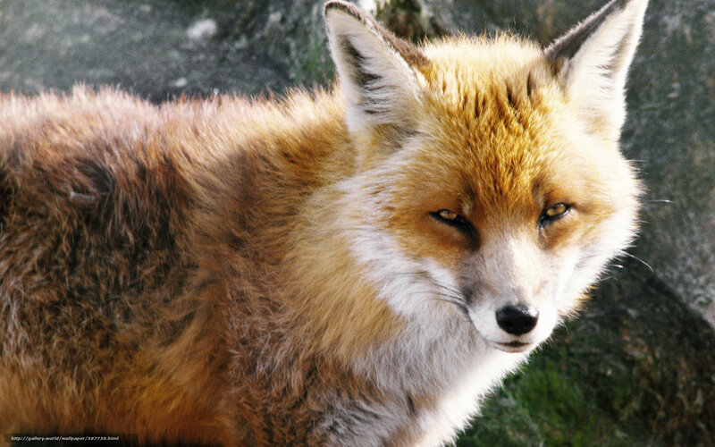 Red Fox in Forest — Orange, Alert, Photograph