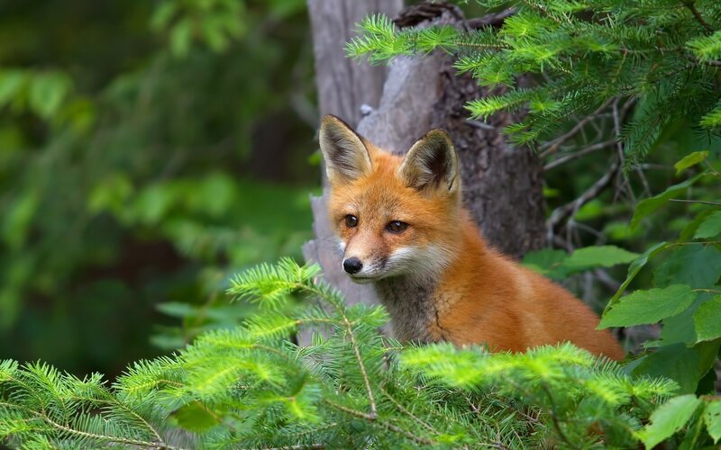Red Fox in Forest — Orange, Calm, Afternoon, Photograph
