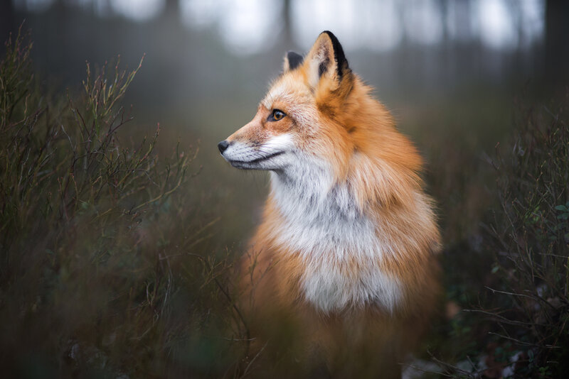 Red Fox in Forest — Orange, Calm, Autumn