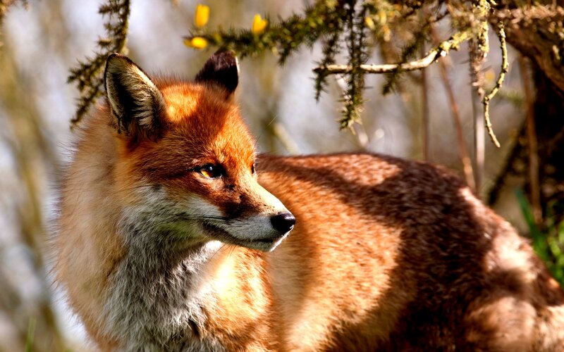 Red Fox in Forest — Orange, Calm