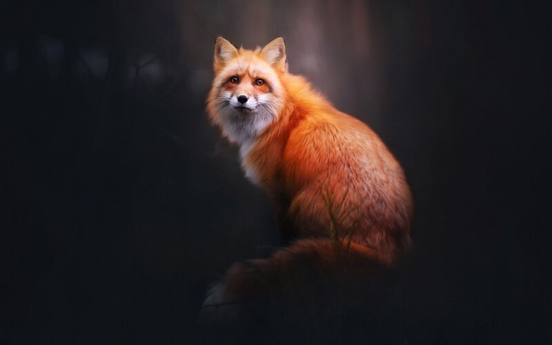 Red Fox in Forest — Orange, Dramatic, Night