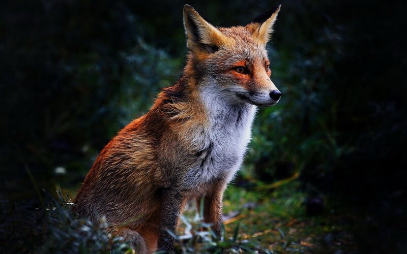 Red Fox in Forest — Orange, Dramatic
