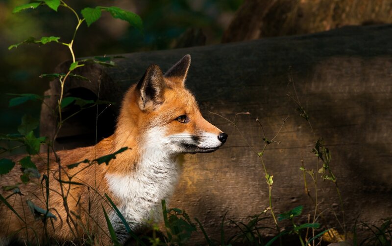 Red Fox in Forest — Orange, Natural, Afternoon, Photograph