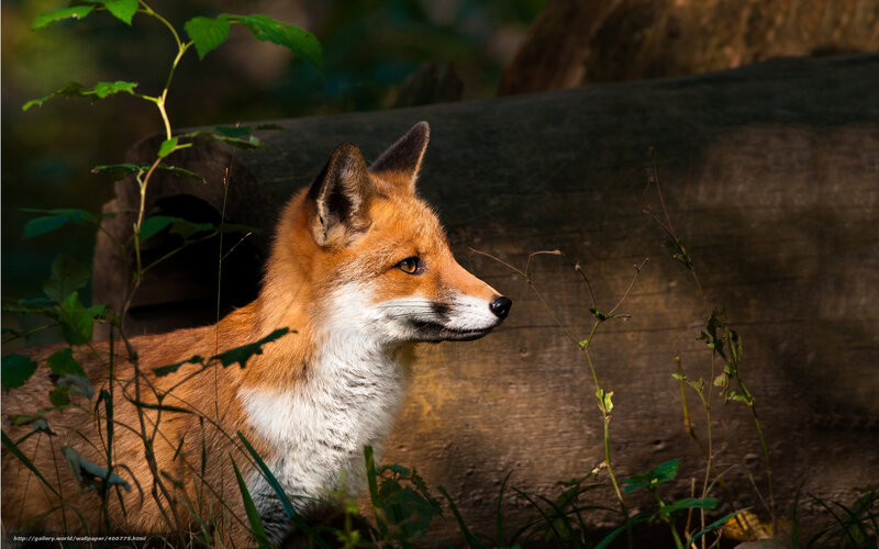 Red Fox in Forest — Orange, Natural, Afternoon